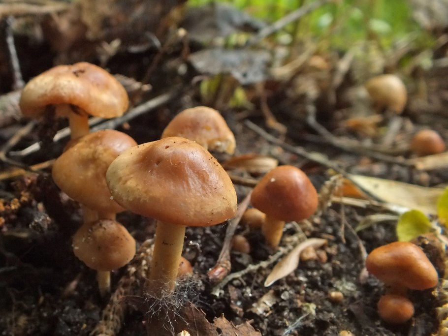 Марасмиус Луговой опенок