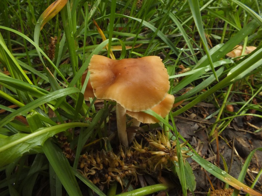 Опята луговые ложные