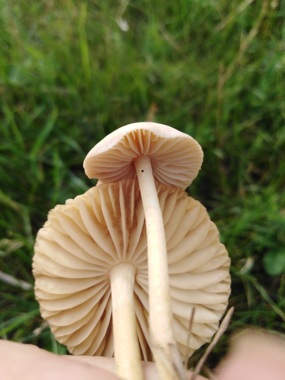 Опёнок Луговой негниучник