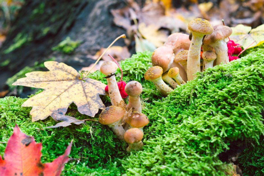 Грибы растущие на мху