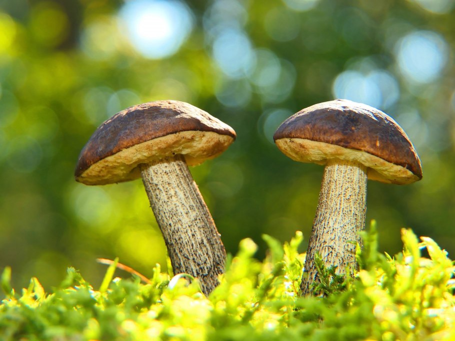 Дикие грибы