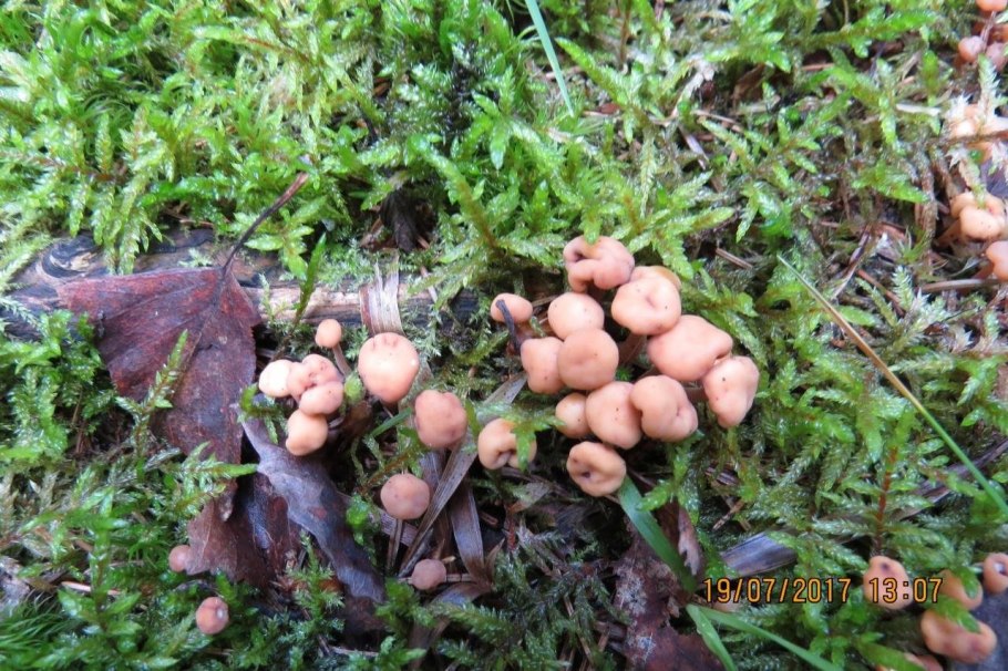 Грибы растущие на мху
