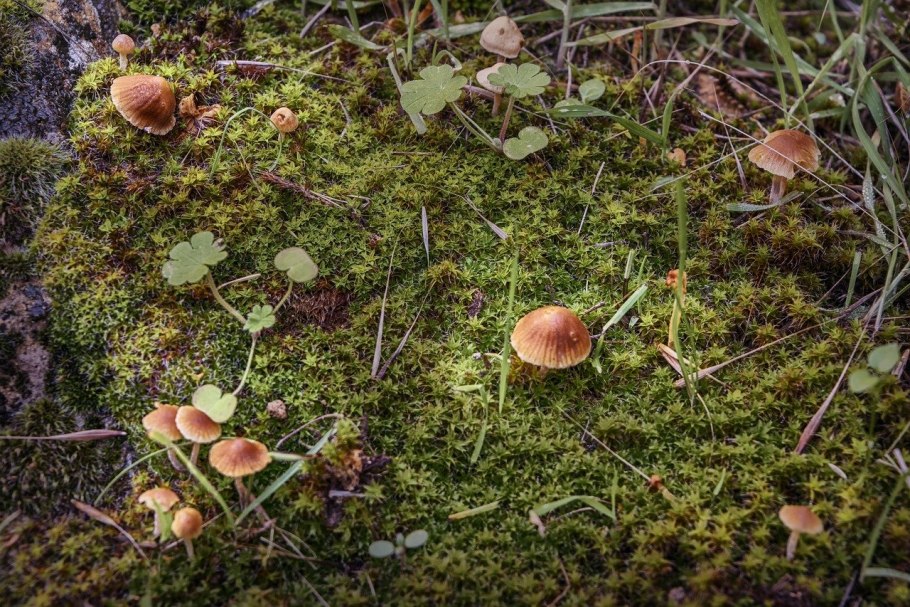 Грибы растущие под мхом