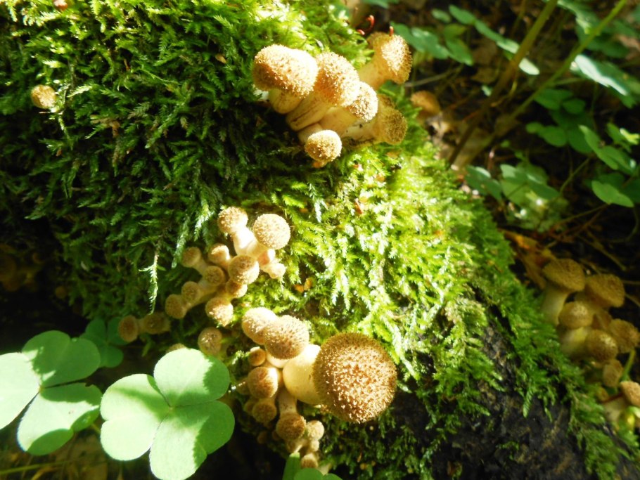 Моховые опята