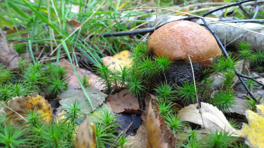 Карельский перешеек мох грибы