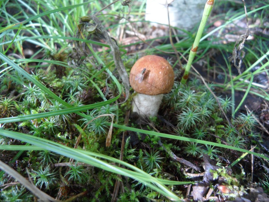 Грибы растущие на мху