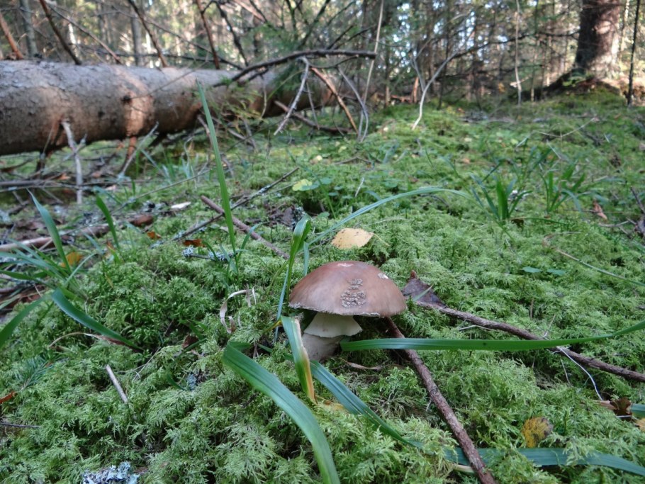 Грибы растущие на мху