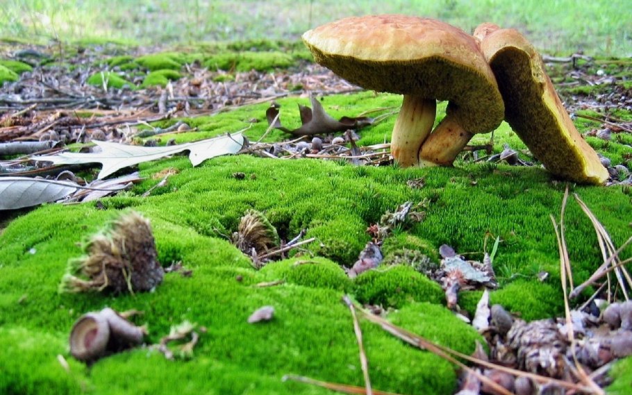 Грибы на болоте
