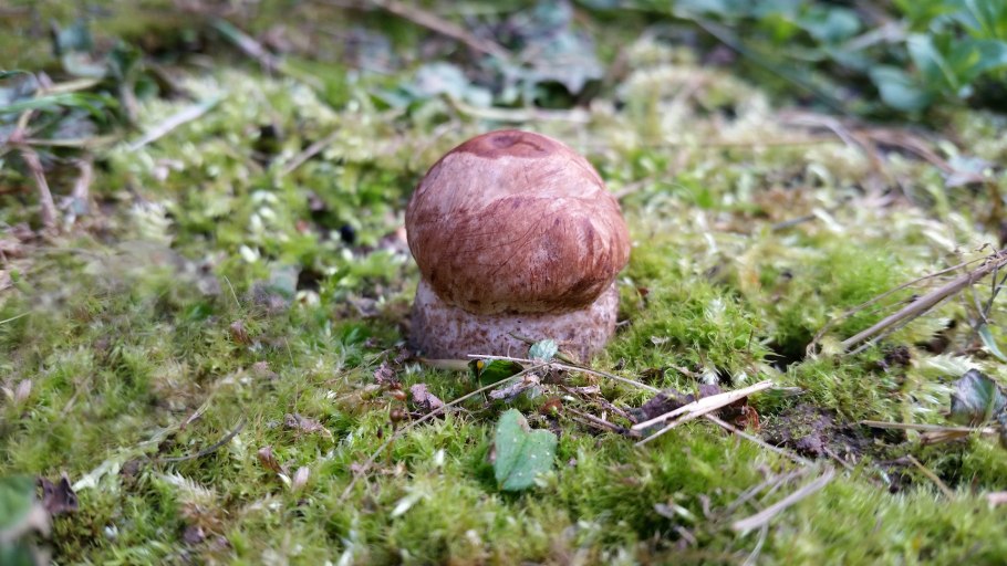 Белые грибы в белом мху