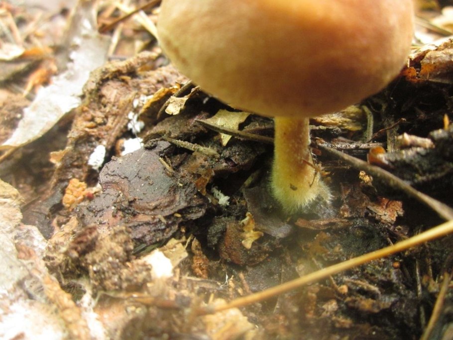 Коллибия обернутая