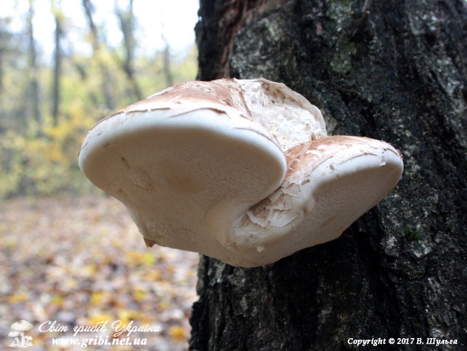 Трутовик березовый (Piptoporus betulinus)