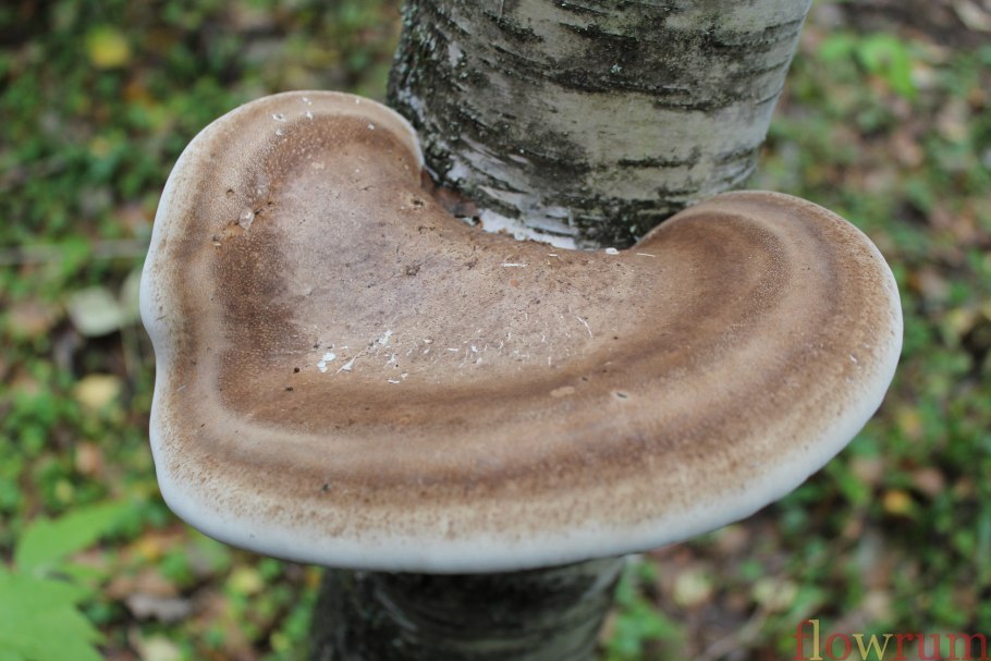 Гриб трутовик березовый