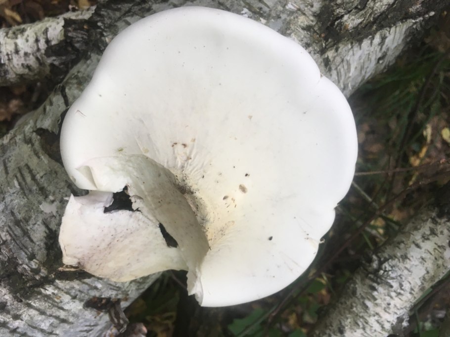 Трутовик берёзовый (Fomitopsis betulina)