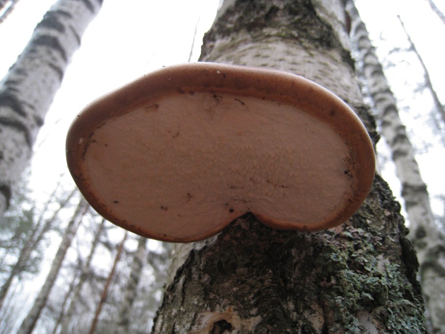 Пиптопорус берёзовый трутовик
