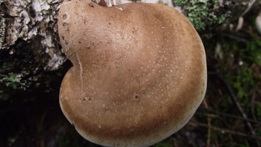 Piptoporus betulinus