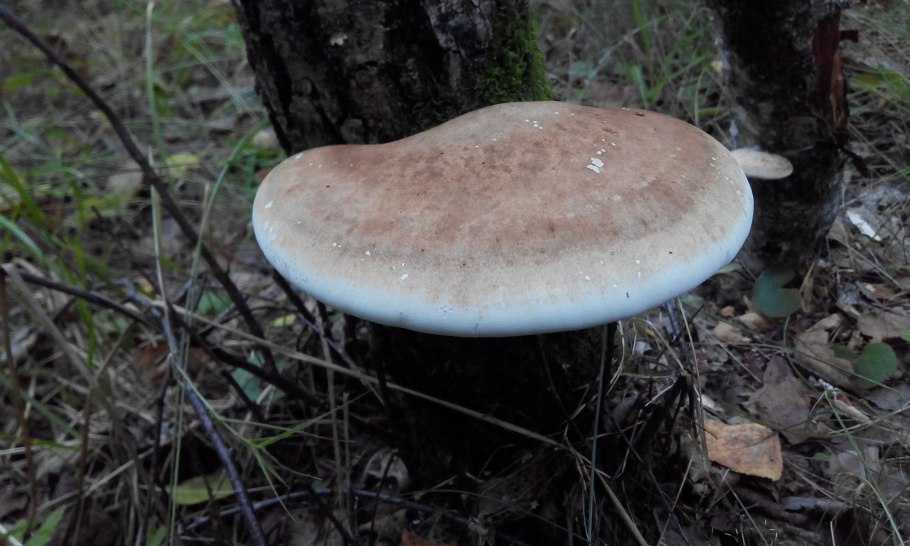 Piptoporus betulinus