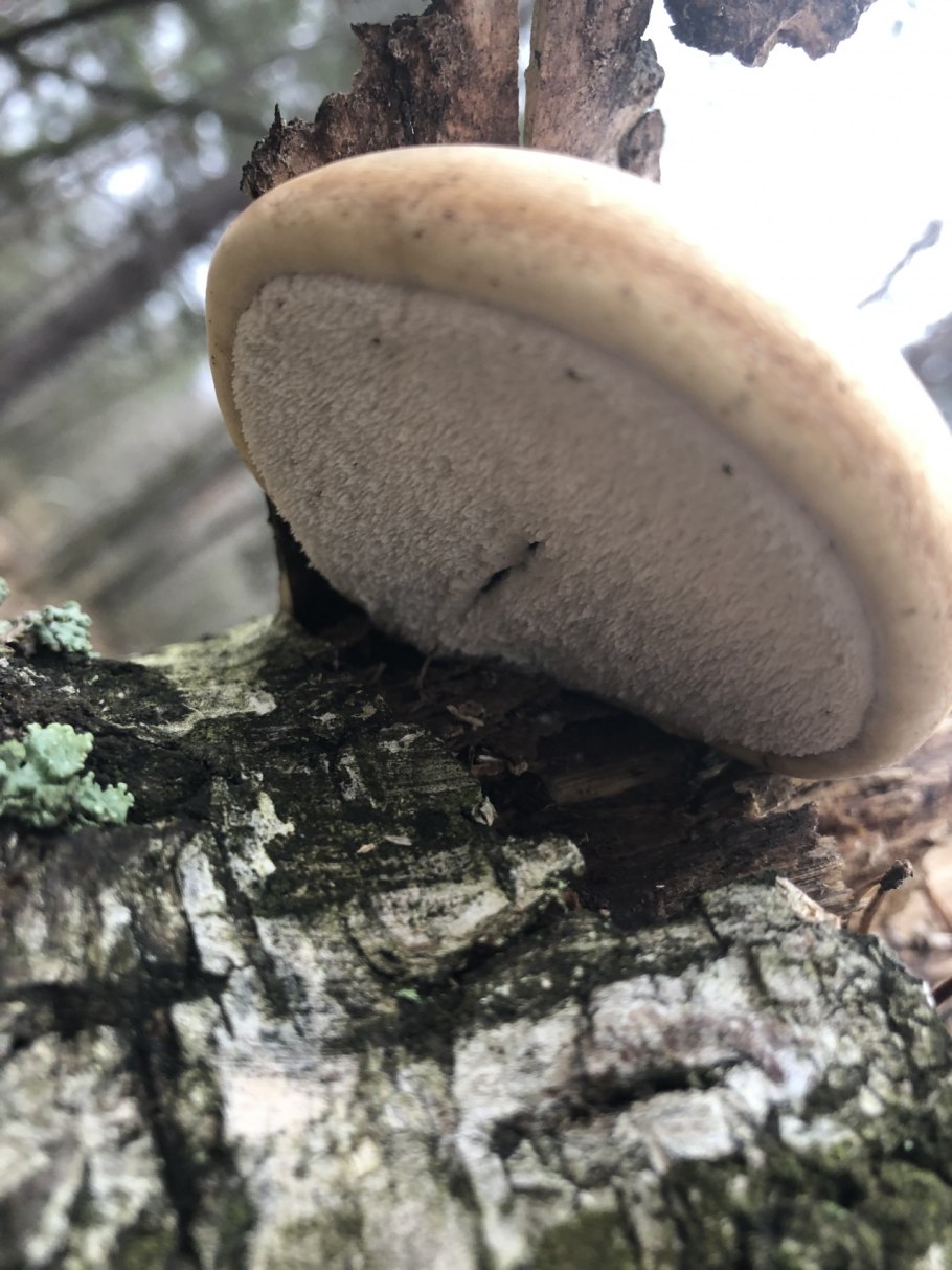 Гриб трутовик березовый