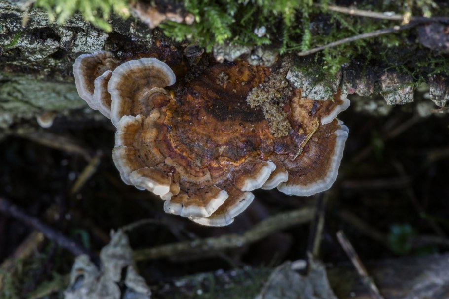 Трутовик Траметес съедобный