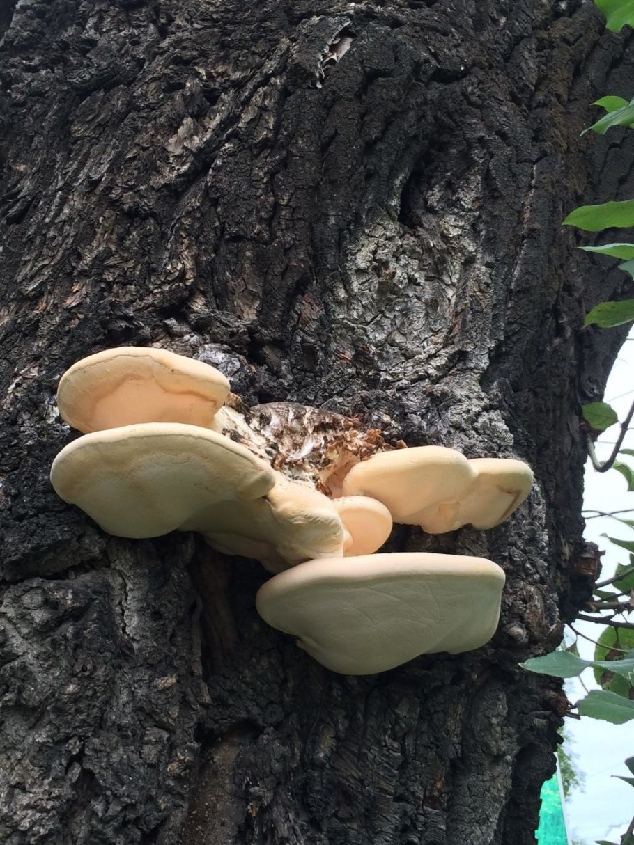 Трутовик берёзовый (Fomitopsis betulina)