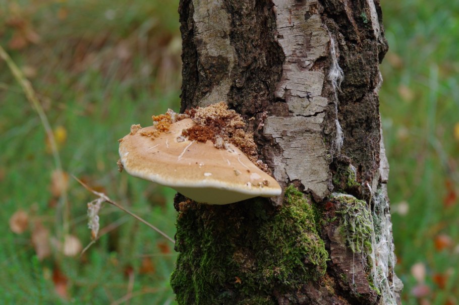 Гриб трутовик на Березе
