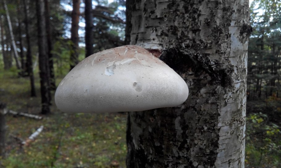 Трутовик березовый (Piptoporus betulinus)
