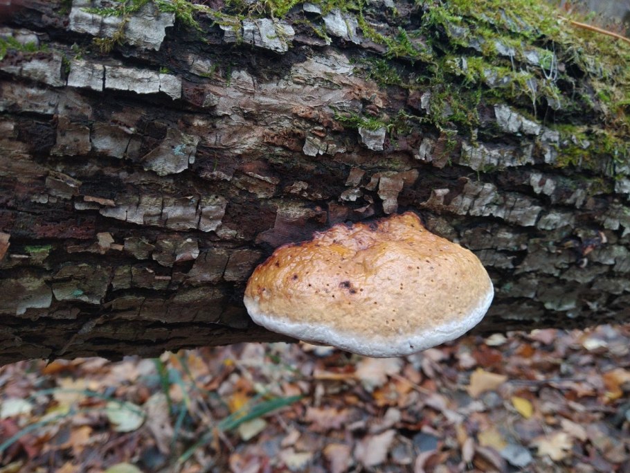 Гриб трутовик окаймленный