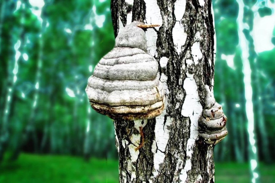 Гриб трутовик березовый