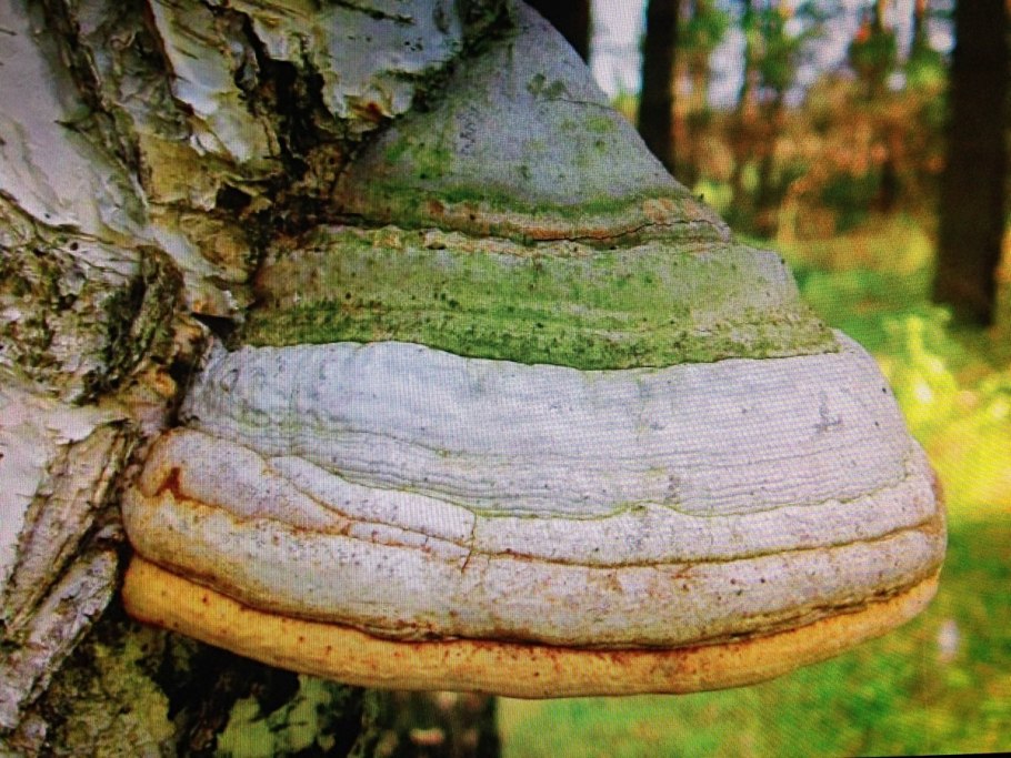 Трутовик косотрубчатый (чага)