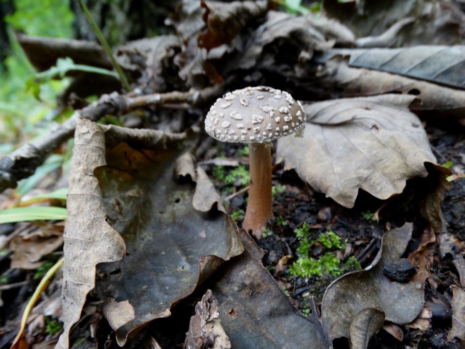 Мухомор порфировый Amanita Porphyria