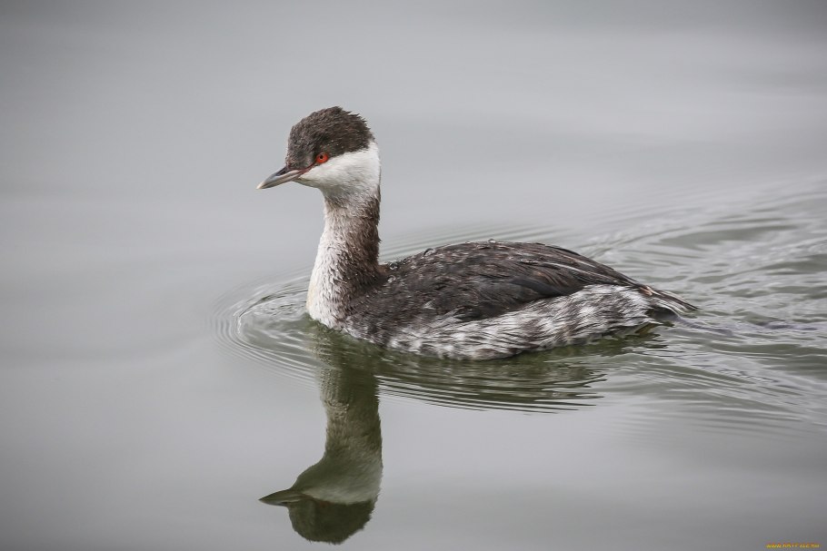 Гриб с белой шляпкой в черную крапинку