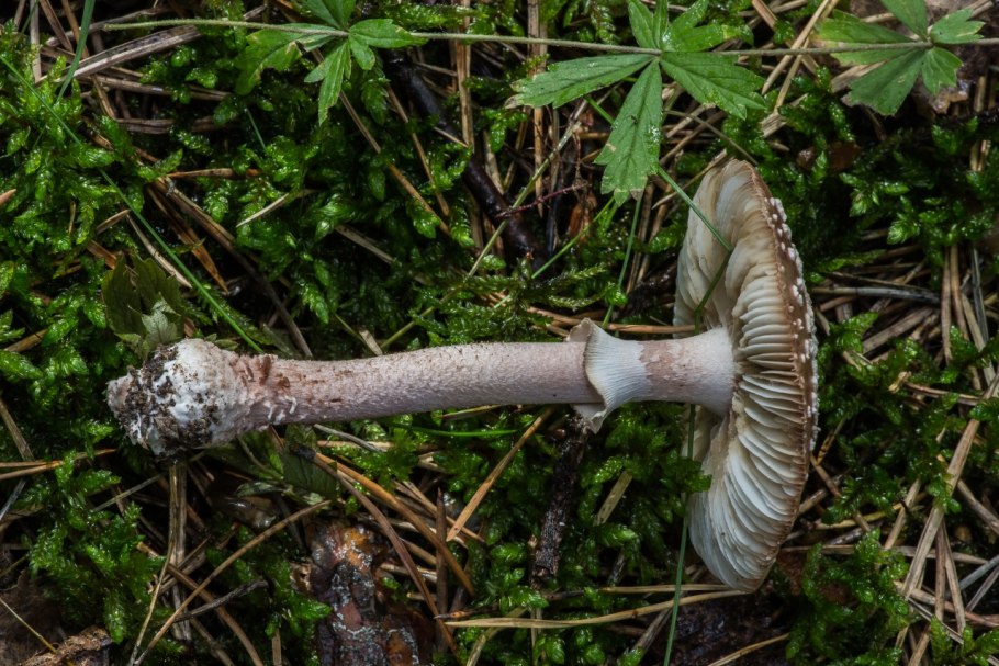 Мухомор серо-розовый