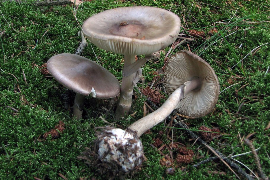 Навозник обыкновенный гриб