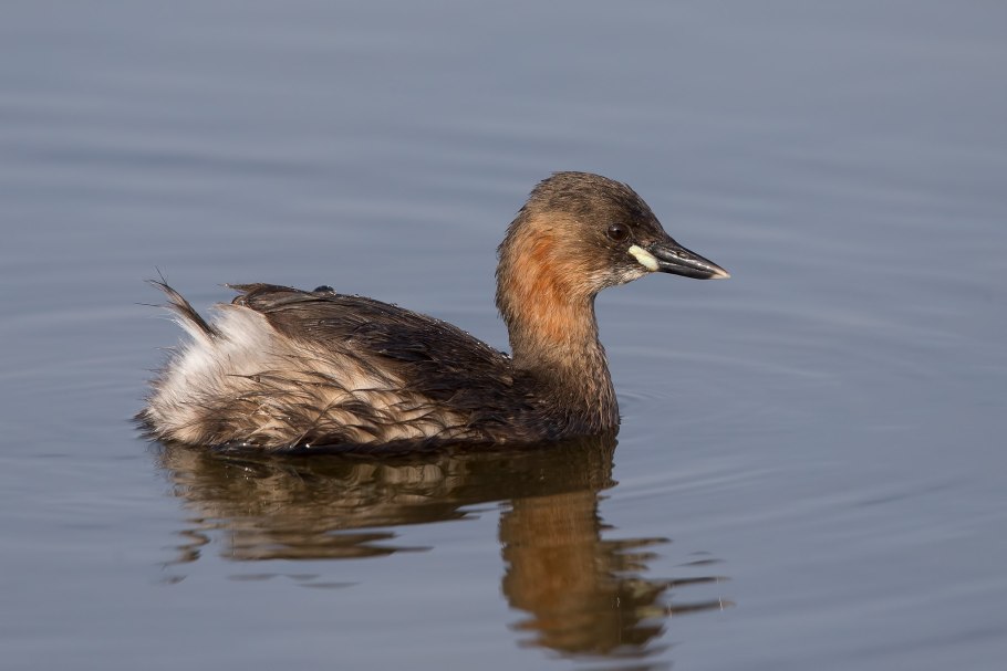 Малая поганка tachybaptus ruficollis little grebe