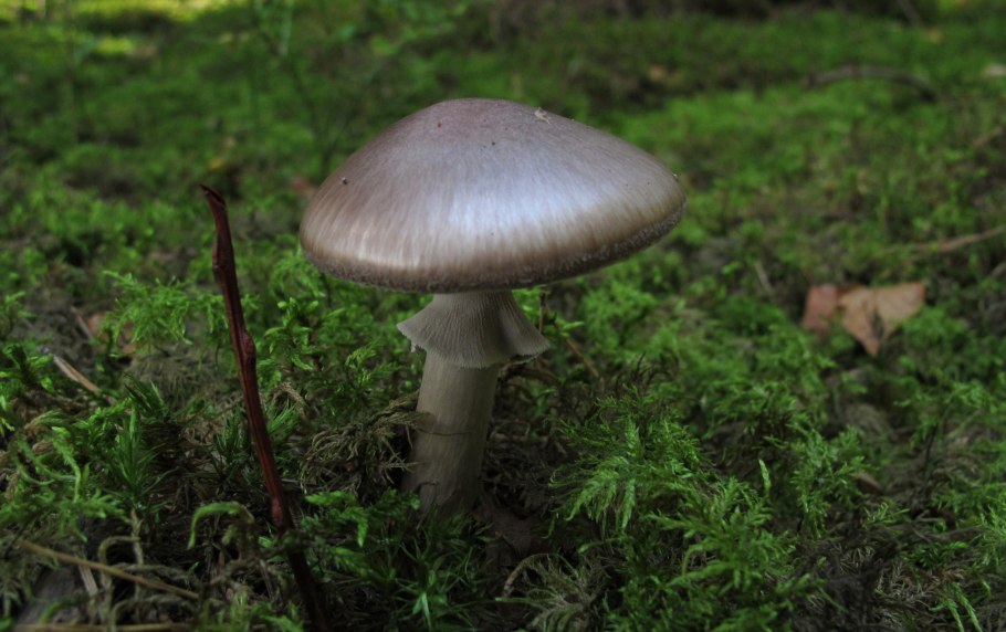 Мухомор порфировый (серый)