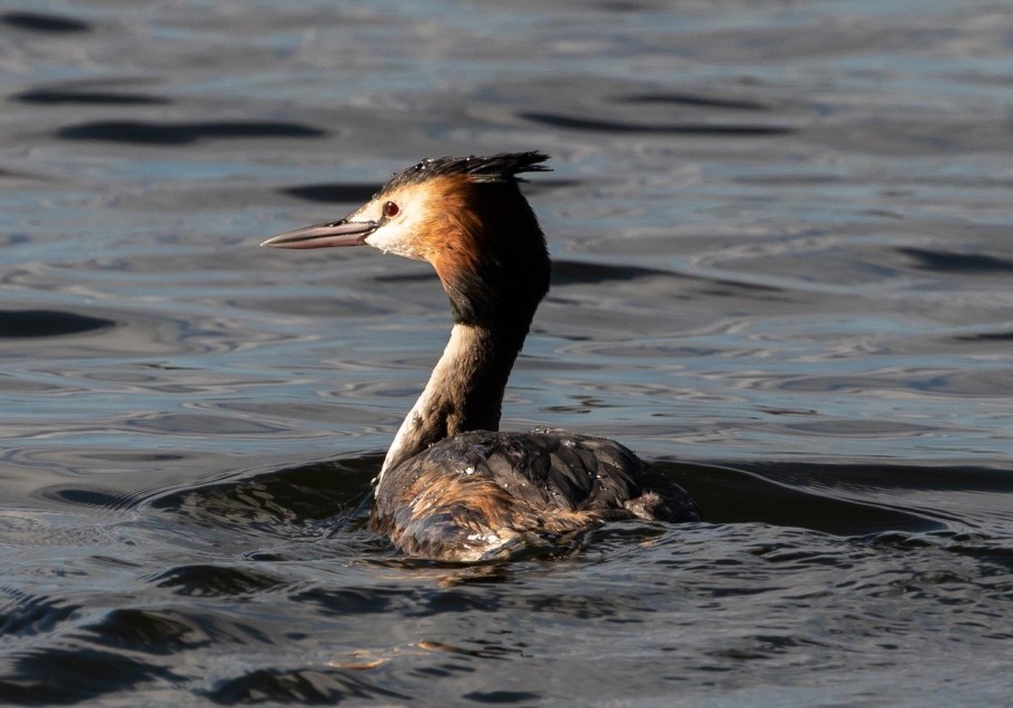 Навозник белый Coprinus comatus