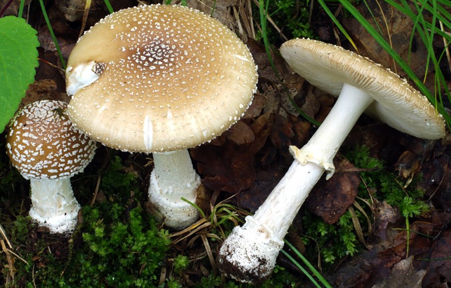 Мухомор серо-розовый Amanita rubescens