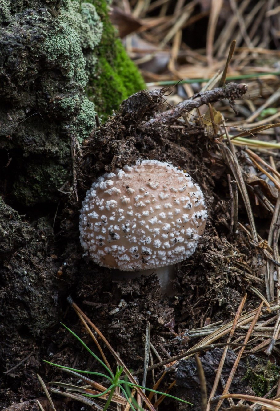 Гриб Amanita rubescens