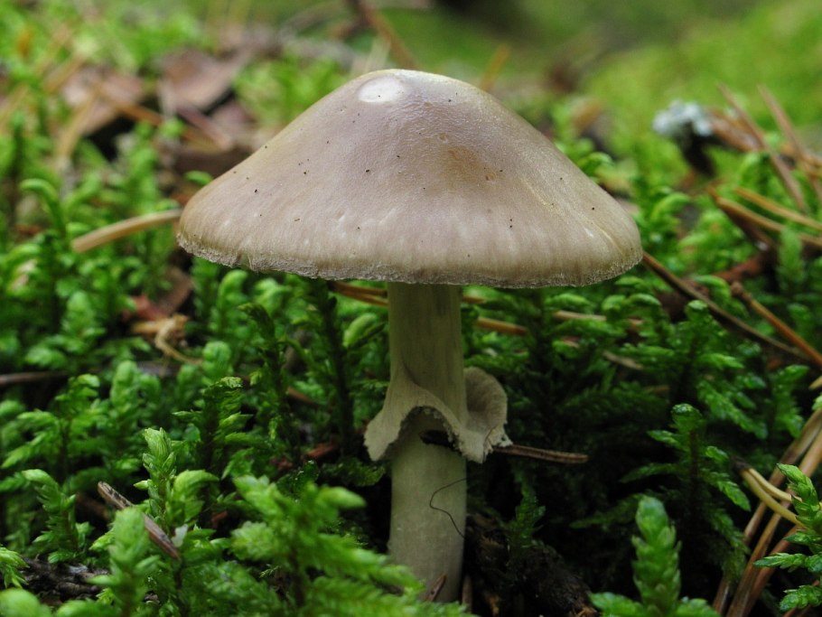 Мухомор порфировый amanita porphyria