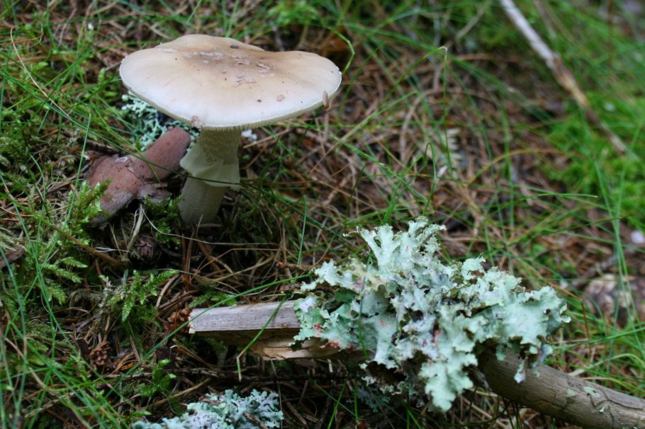 Гриб Amanita rubescens