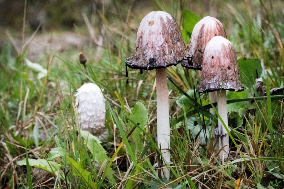 Гриб Amanita rubescens