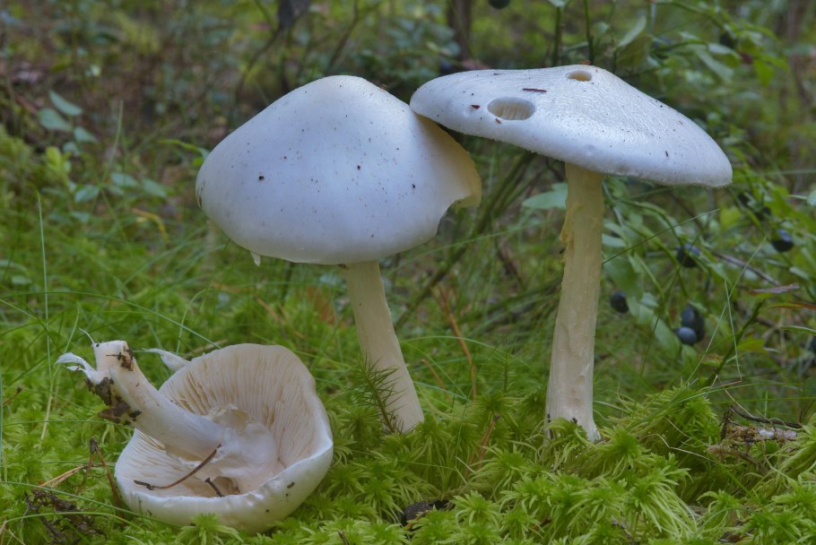 Бледная поганка гриб