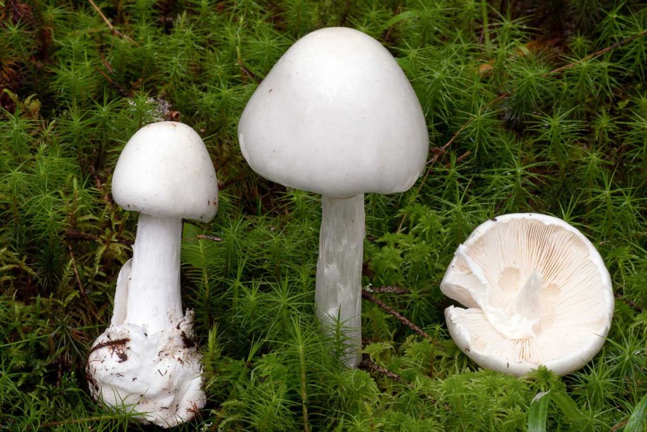 Колпак кольчатый и бледная поганка