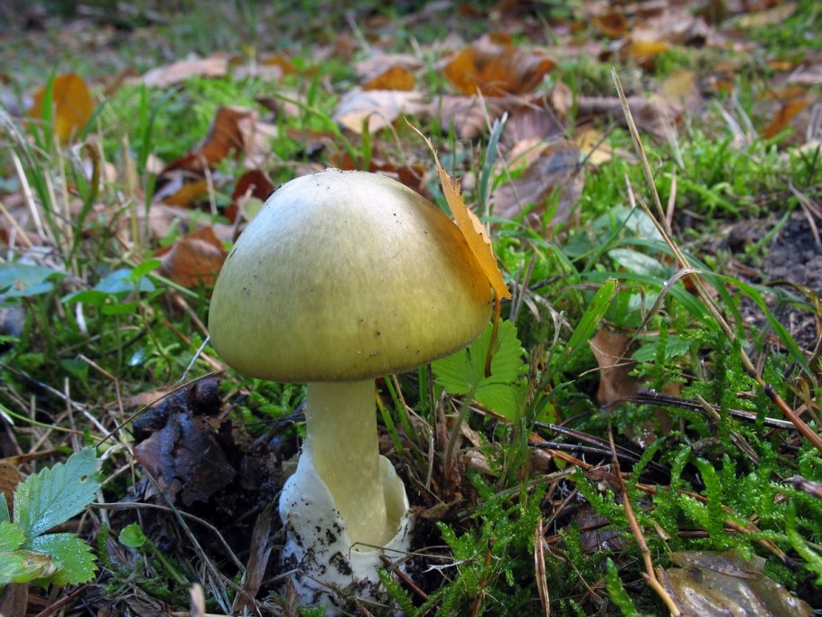 Поганка Луговая