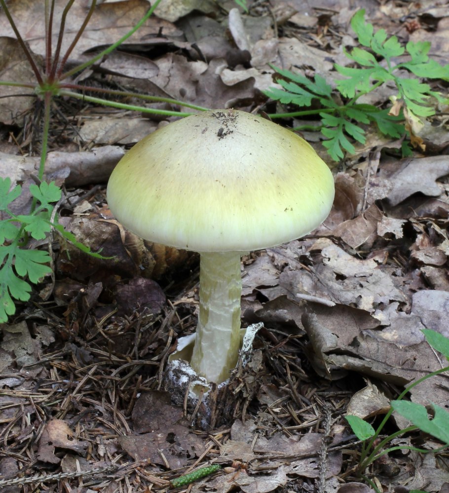 Поганки несъедобные грибы