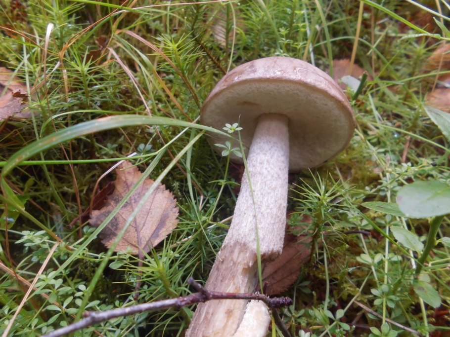 Млечник гриб Гладыш