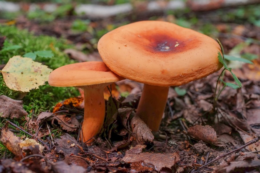 Рядовка буро-желтая Tricholoma fulvum