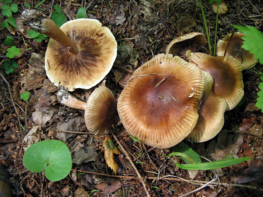 Горький гриб из рода сыроежек