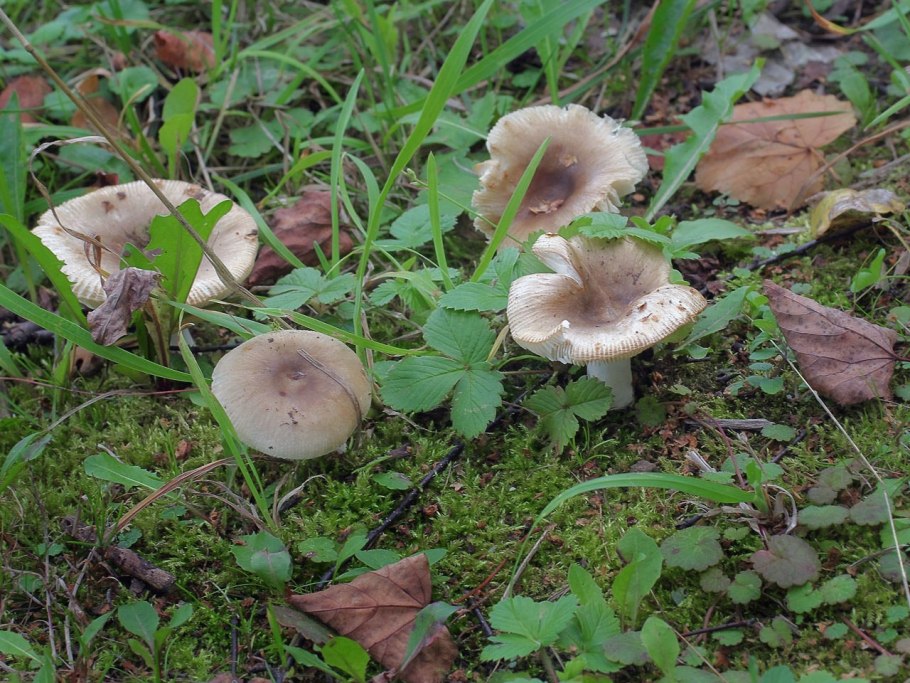 Гриб Боровик