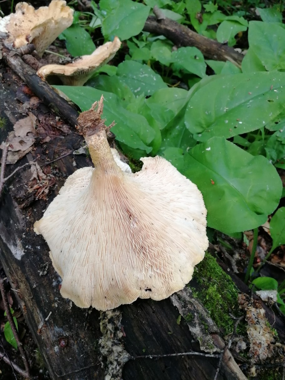 Млечник краснушка