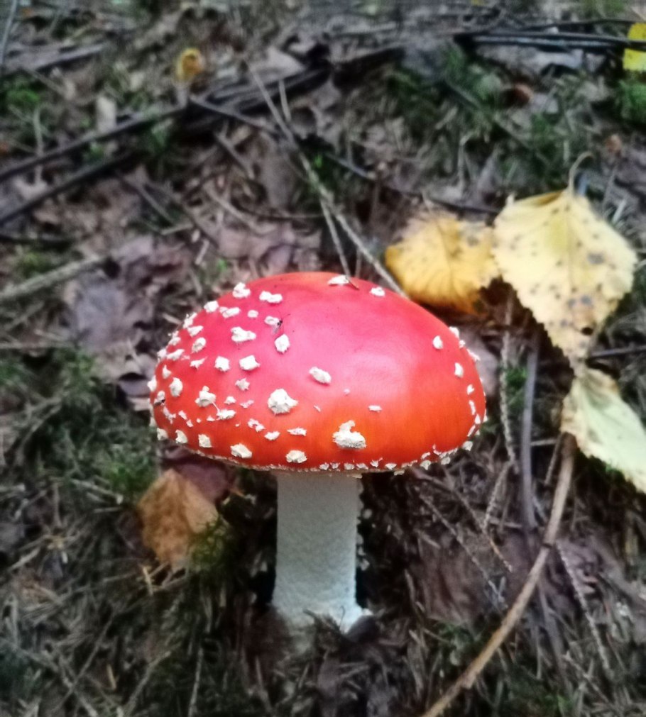 Млечник подорешник